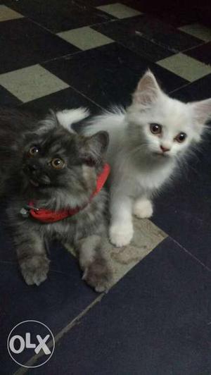 Parsian cat male female available  each