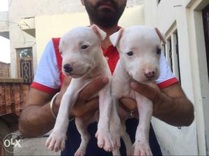 Pit bull puppies at low price with high quality,