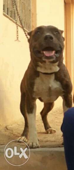 Pitbull dog sale good mediline 16 month old