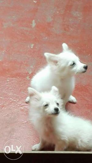 Pomeranian puppies 3months age