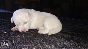 Pomerion male and female pup for sale male 