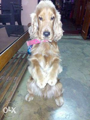 Prayag pet world..naini Allahabad.. dog training
