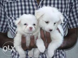 Provides super cute looking Pomeranian puppies