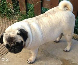 Pug female for sell 2 year old gud for breeding