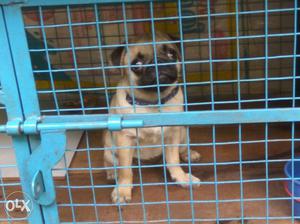 Pug puppie female good quality