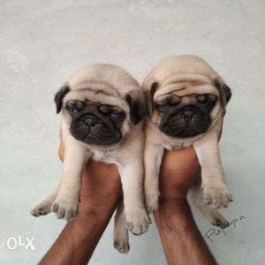 Pug puppies/dogs for sale find a humorous clown in dogs