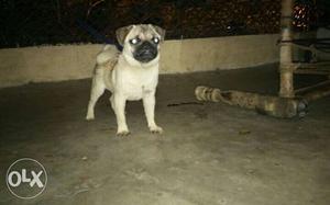 Pug puppy male for sale