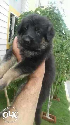 Pure German Shepherd Heavy Male & Female pups available in