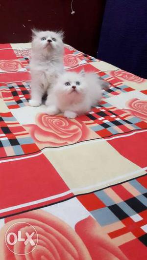 Pure doll face persian kittens for sale 45 days old