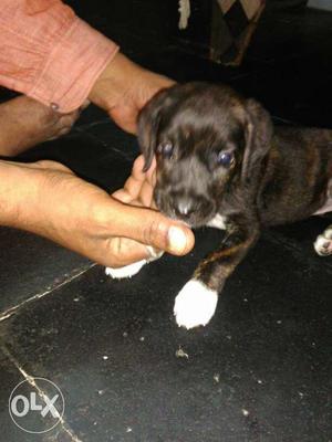 Pure lab breed Australia puppy 2months cute and