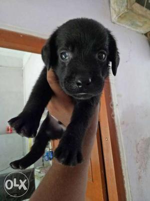 Pure labrador male puppy available