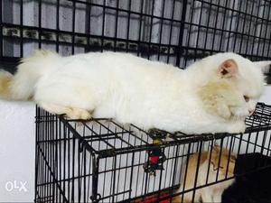 Pure white doll face persian cat available for