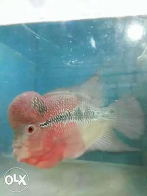 Red And White Flowerhorn