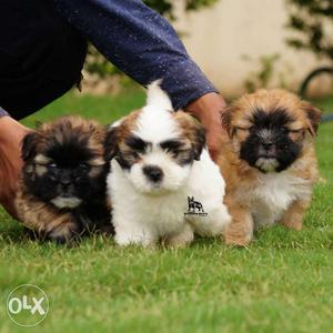 Registered Lhasa pups available Ultimate quality