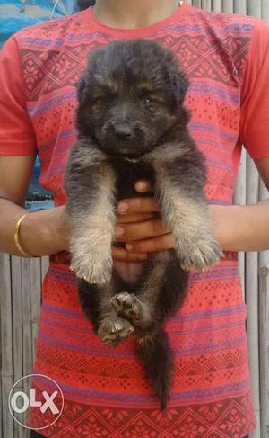 Rocky line best quality (German sheprhd puppies for sell)
