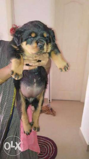Rot top show quality puppies rottweilers in