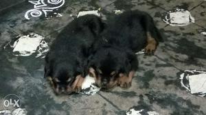 Rottweiler good quality male and female puppys