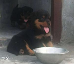 Rottweiler puppies available (pure bloodline)
