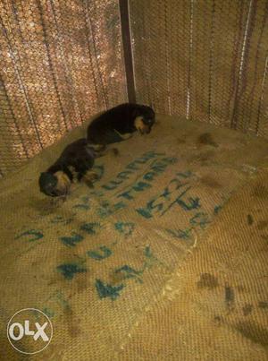 Rottweiler puppies for sell malers and