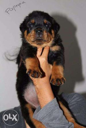 Rottweiler puppy / dog for sale find a confident buddy in