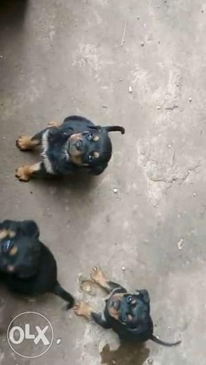 Rottweiler puppys 45 days old male a nd female 86