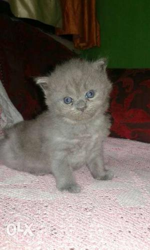Russian cat grey colour