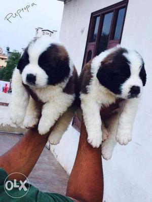 Saint Bernard puppies/ dogs for sale a medium size working
