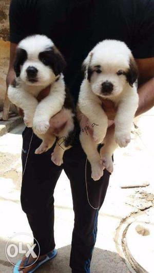 Saint Bernard puppies/dogs for sale find a happy bud &