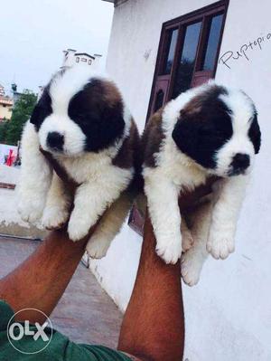 Saint Bernard puppy / dog for sale a multicoloured buddy in