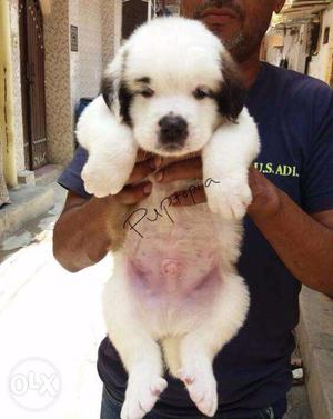 Saint Bernard puppy/dogs for sale find a happy bud & friend