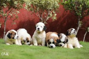 Saint bernard pups, Excellent pedigree, 50days old