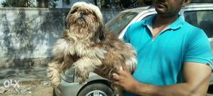 Shih-Tzu Male Available For Crossing Lingampally