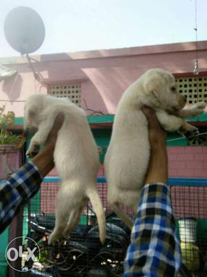 Show Quality Labrador Heavy Male and Female pups