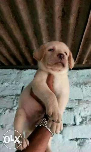 Show Quality Labrador Heavy Male and Female pups
