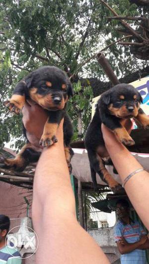 Show quality Rottweiler male & Female