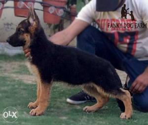Show quality german shepherd puppies from the