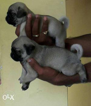 Show quality pug pups available