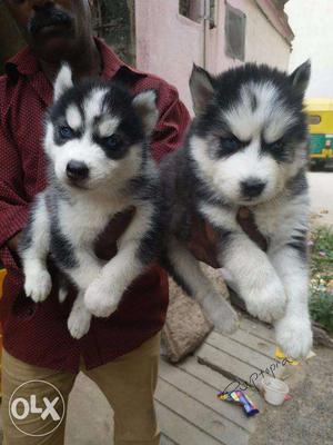 Siberian Husky puppies/ dogs for sale a medium size working
