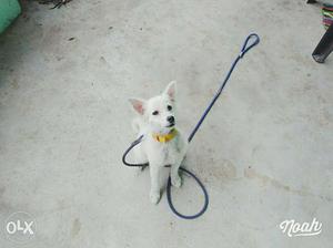 Small Size Medium-coated White Dog