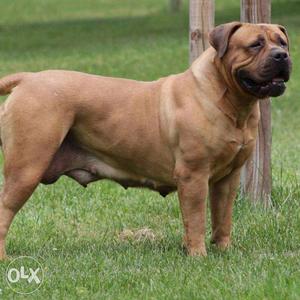 South African Boerboel extraordinary females available for