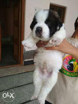 Super quality saint male puppy for sale