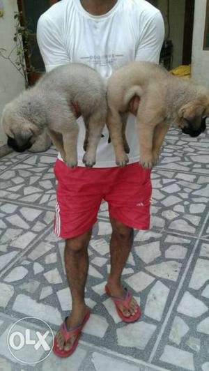 This is English mastiff dog puppies one puppy