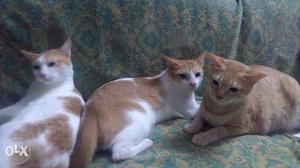 Three Orange Tabby Cats