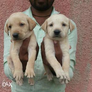 Top-notch Quality Labrador Heavy Male and Female pups