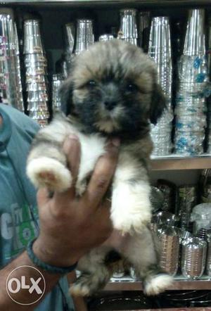 Top quality Lhasa apso female puppy available