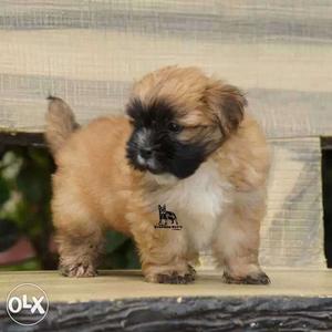 Top quality Lhasa apso kci registered puppies