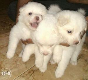 Top quality Pomeranian puppies available