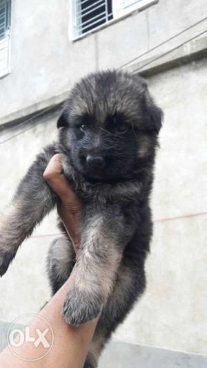 Top quality puppy male and female available and