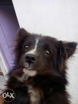 Toy breed brown black palmerian puppy male with