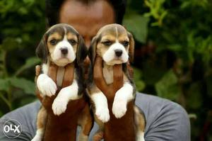 Two Beagles Puppies